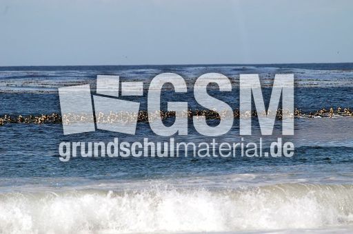 Dampfschiffente (3 von 5).jpg